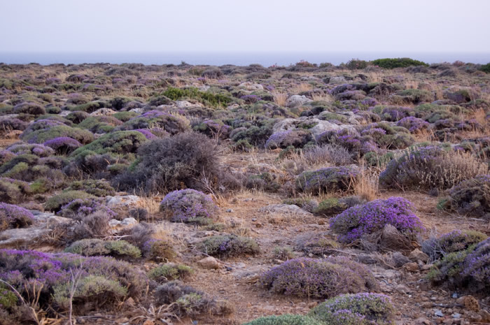 08 - Ferien auf Kreta - Paleochora - Burgberg -   DSC_9517