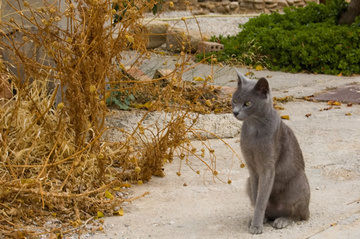 09 - Ferien auf Kreta - Paleochora - Spaziergang zur neuen Siedlung -   DSC_9608